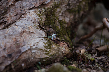 flowers on the tree