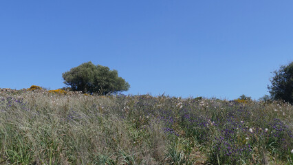 Obraz premium Paesaggio