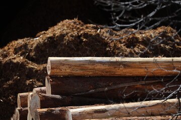 Fototapeta premium The cedar which was felled in the interior of the mountain, and became the log