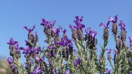 Lavanda selvatica