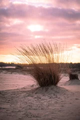 Deurstickers Lichtroze Verticale opname van de droge struik in het zandveld tegen een bewolkte hemel bij zonsondergang