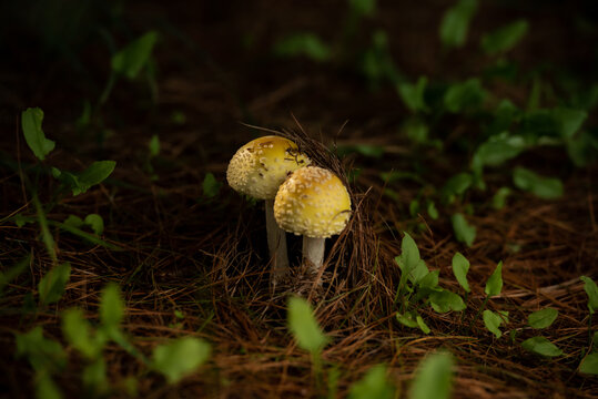 Close up shot of small mushrooms in the forest