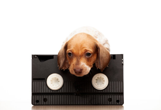 image of dog vhs tape white background
