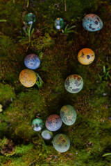 Easter colored eggs on green grass with blurred background