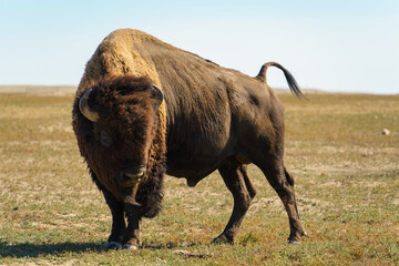 Closeup shot of the bison standing on the grass of the prairie on a sunny day