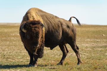 Rolgordijnen Closeup shot of the bison standing on the grass of the prairie on a sunny day © Martin Patrick/Wirestock Creators