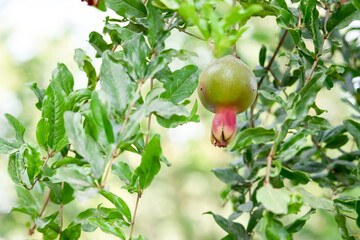 pomegranate on a tree