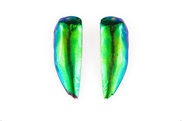 Buprestis beetle wings isolated on white background