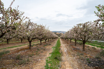 cherry blossom in spring