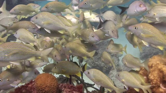 School of tropical fish (Trevally) and colorful corals under the pier. Scuba diving in the blue ocean, underwater video. Corals and fishes, marine wildlife in Bahamas.