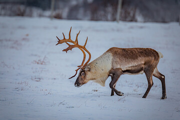 Portrait of a reindeer with antler © Marcin