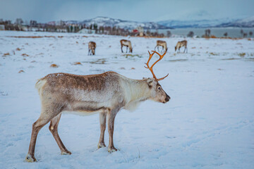 Portrait of a reindeer with antler