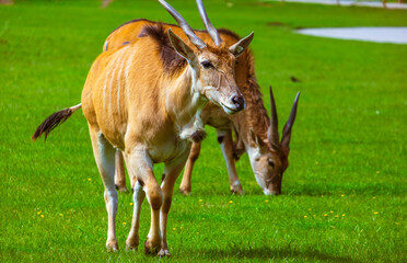 Closeup of common eland or antelope kicking the grass © Samuel Maynard/Wirestock Creators
