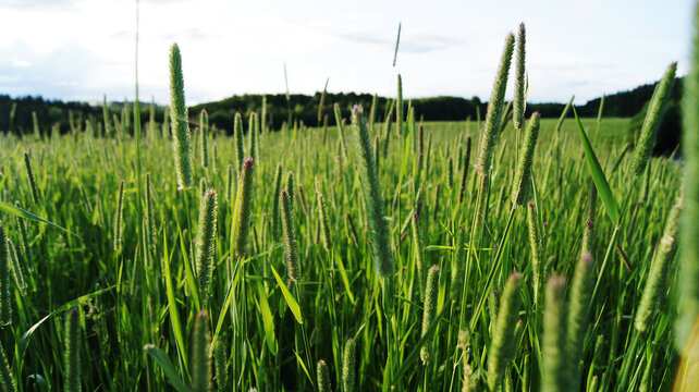 Selective focus shot of a field full of green timothy grass
