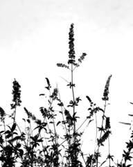 Close-up of a Silhouette Flowers on a White Background