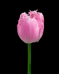 Beautiful pink-white blooming tulip with green stem isolated on black background, studio close-up shot.