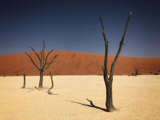 Burnt trees in Deadvlei in Namib-Naukluft National Park, Namibia