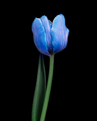 Blue-white tulip with stem and leaf isolated on black background, close-up shot.