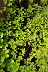 Green plants