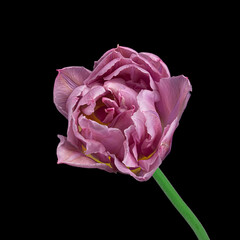 Fototapeta premium Beautiful pink blooming tulip with green stem isolated on black background. Studio close-up shot.