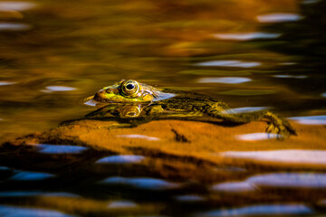 Closeup shot of a swimming frog