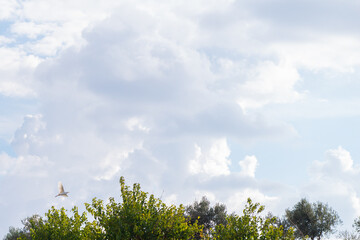 Blue sky , Clouds and blue sky , white fluffy clouds on blue sky in summer , White cumulus clouds formation in blue sky , Background with clouds on blue sky , blue sky background with clouds