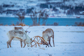 Portrait of a reindeer with antler, Reindeers fight