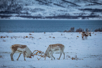 Portrait of a reindeer with antler, Reindeers fight