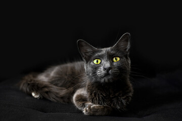 Fototapeta na wymiar black cat on black