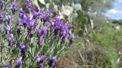 Lavanda selvatica