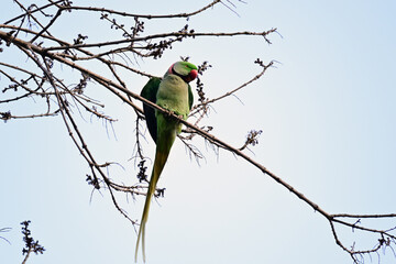 The rose-ringed parakeet, also known as the ring-necked parakeet, is a medium-sized parrot in the genus Psittacula, of the family Psittacidae.