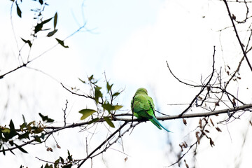 The rose-ringed parakeet, also known as the ring-necked parakeet, is a medium-sized parrot in the genus Psittacula, of the family Psittacidae.
