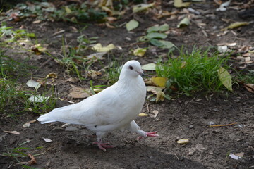 a white dove walking on the ground