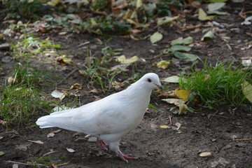 a white dove walking on the ground