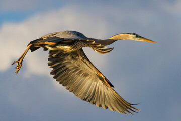 Found in most of North America, the Great Blue Heron is the largest bird in the Heron family.