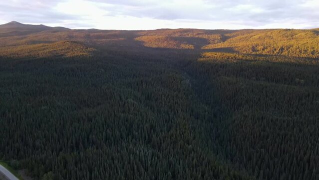 Dense, lush forest in the beautiful Dease Lake area in British Columbia, Canada. Aerial tilt up reveal shot at sunset  