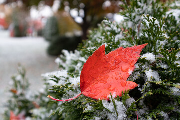 Red Autumn Maple Leaf on an Evergreen Plant during a Light Snow