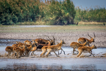 Herd of pukus galloping over the river