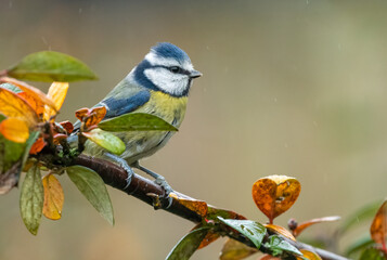 Eurasian blue tit (Cyanistes caeruleus) perching on a branch in the rain. Garden bird portrait, UK.