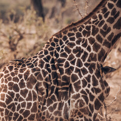 Detail of a Giraffe in the natural habitat, Zambia