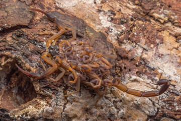 Closeup of a scorpion on weathered wood surface