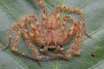 Closeup of a barn spider on a green leaf - Powered by Adobe