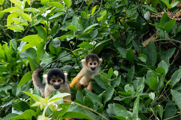 Fototapeta premium Singes jaunes saïmiri commun dans le parc national du madidi en bolivie