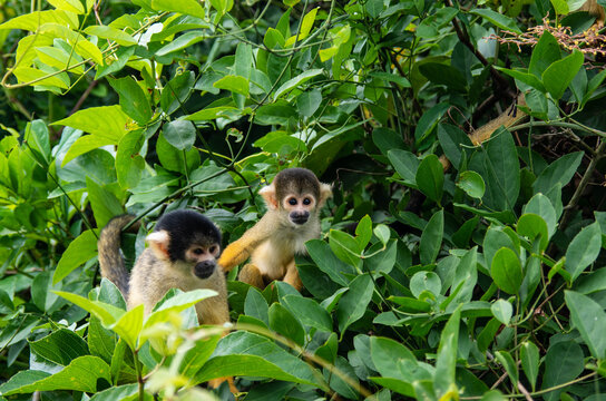 Singes jaunes sa&iuml;miri commun dans le parc national du madidi en bolivie