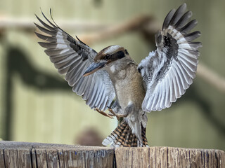 Bird Laughing kookaburra portrait with opened wings in Arizona zoo