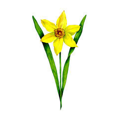 Watercolor spring flower narcissus. Hand drawn daffodil iilustration isolated on white background.