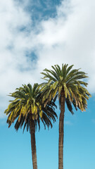 Palms with blue background sky