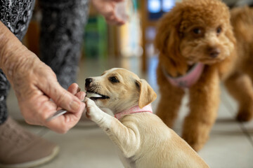 Cute Jack Russel puppy eating from a spoon with a brown fluffy dog standing next to him