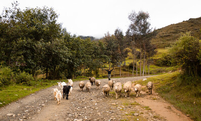 
Hermosa toma de ovejas y cabras caminando por el sendero y una mujer alegre posando detrás