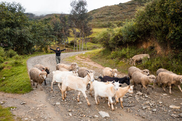 Hermosa toma de ovejas y cabras caminando por el sendero y una mujer alegre posando detrás